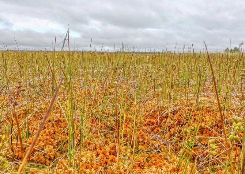 Lindberg's Sphagnum photo 5