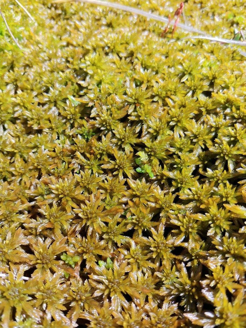 Lindberg's Sphagnum photo 6