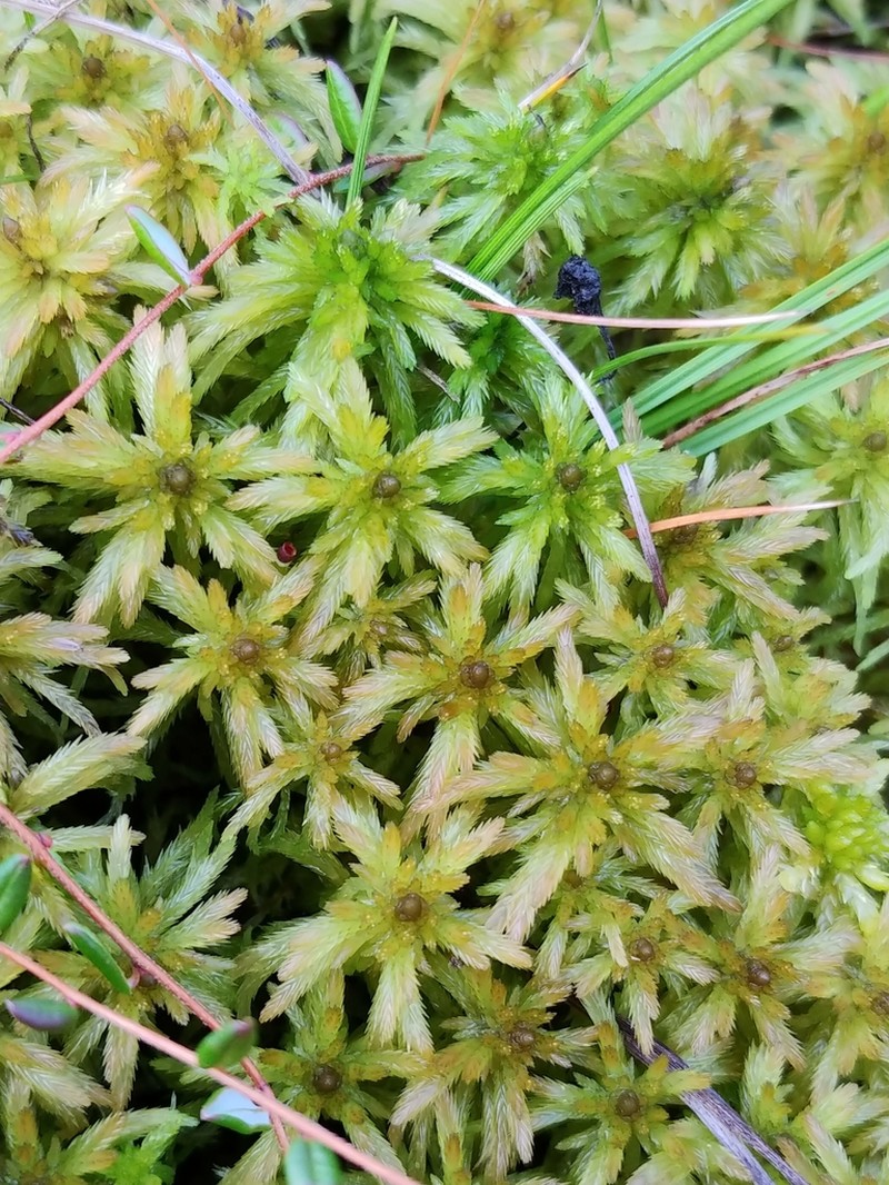 Lindberg's Sphagnum photo 7
