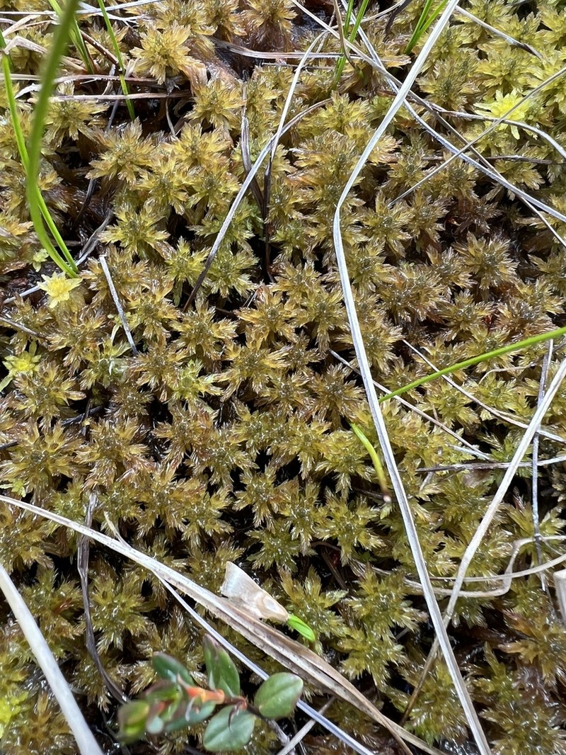 Lindberg's Sphagnum photo 8