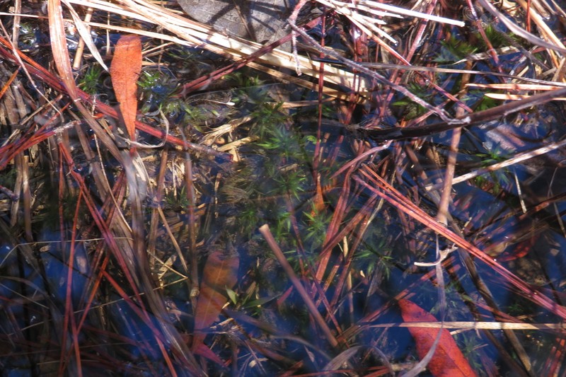 Largeleaf Sphagnum