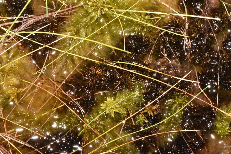 Largeleaf Sphagnum photo 2