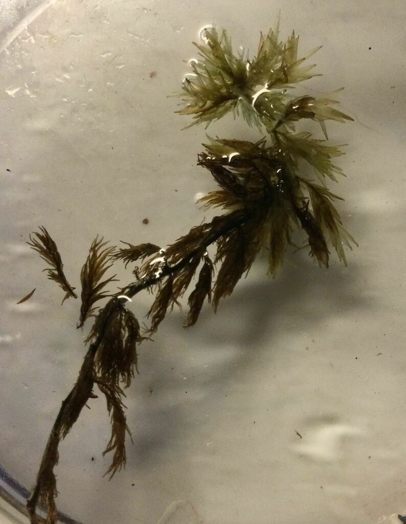 Largeleaf Sphagnum photo 3
