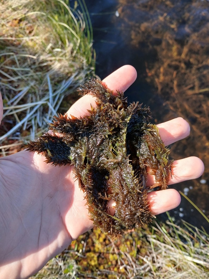 Largeleaf Sphagnum photo 4