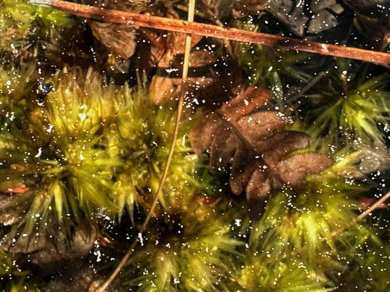 Largeleaf Sphagnum photo 5