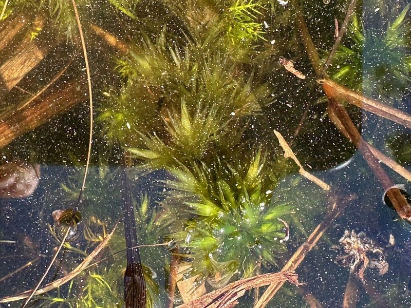 Largeleaf Sphagnum photo 6