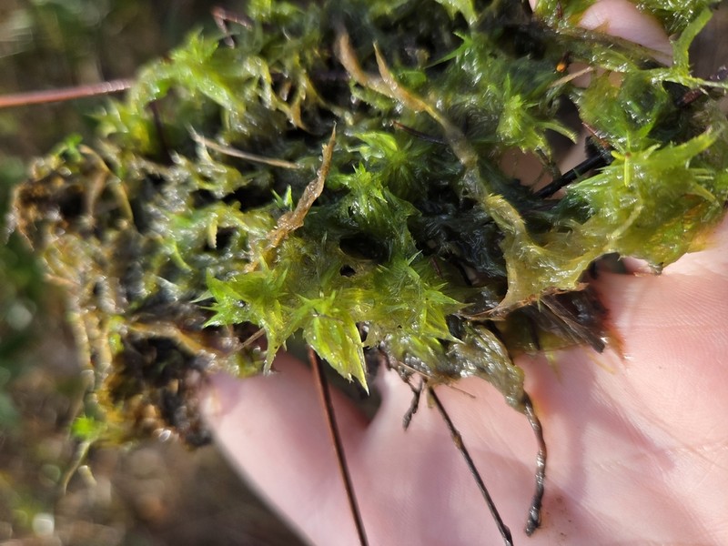 Largeleaf Sphagnum photo 7