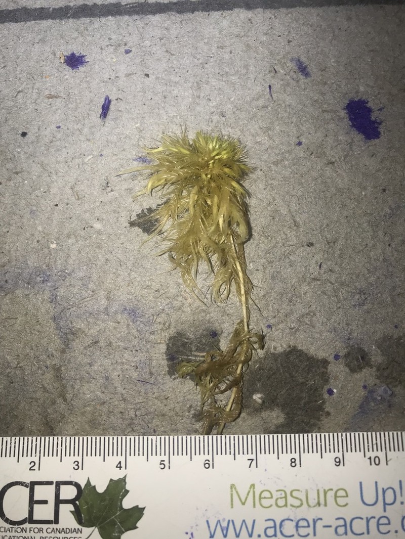 Largeleaf Sphagnum photo 8