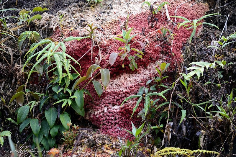 Magellan's Sphagnum photo 2