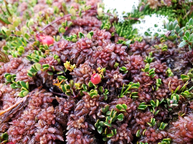 Magellan's Sphagnum photo 3