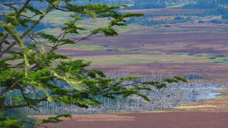 Magellan's Sphagnum photo 4