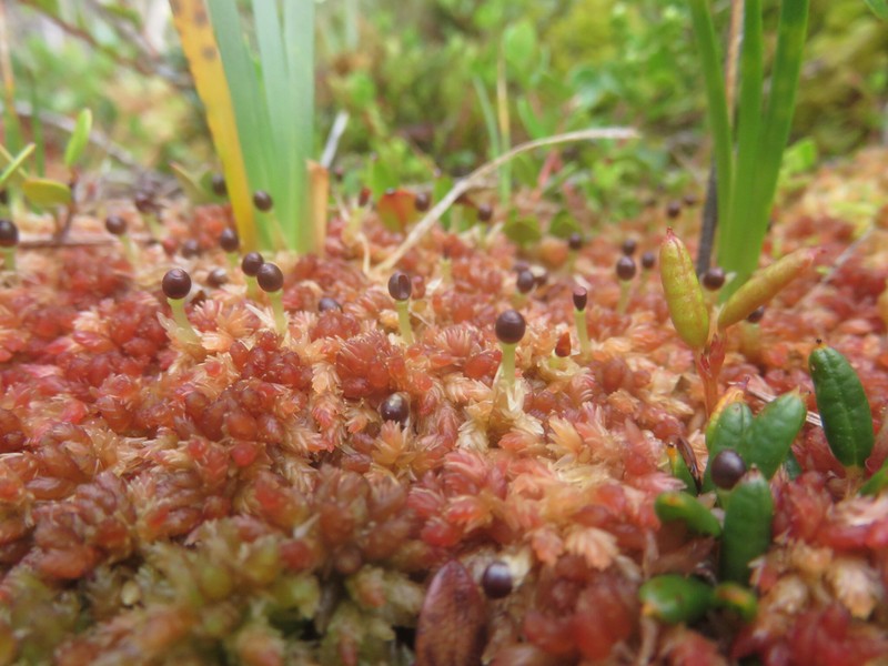 Magellan's Sphagnum photo 5