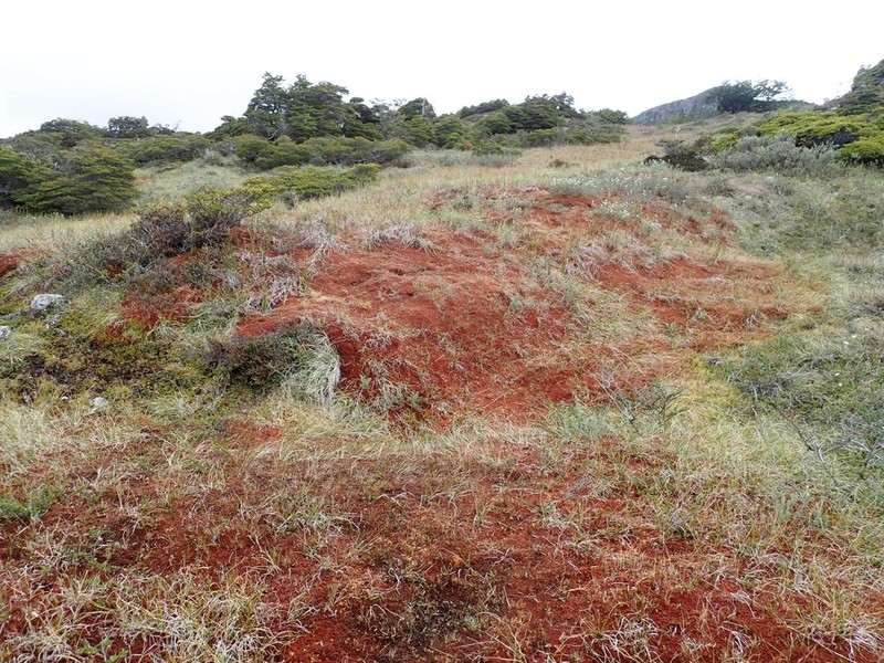 Magellan's Sphagnum photo 6
