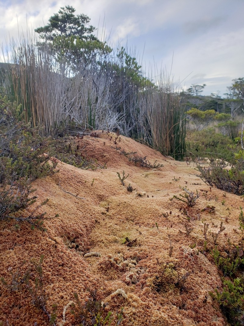 Magellan's Sphagnum photo 7