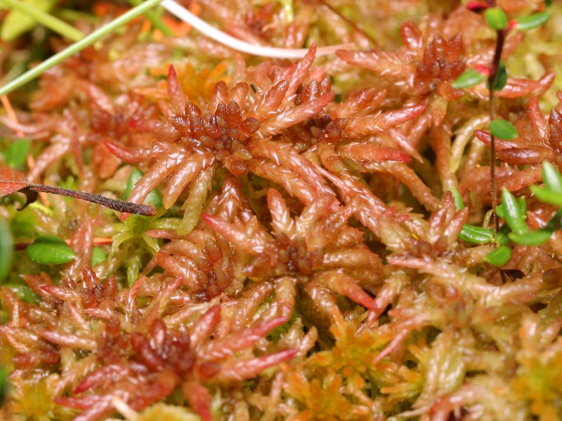 Magellan's Sphagnum