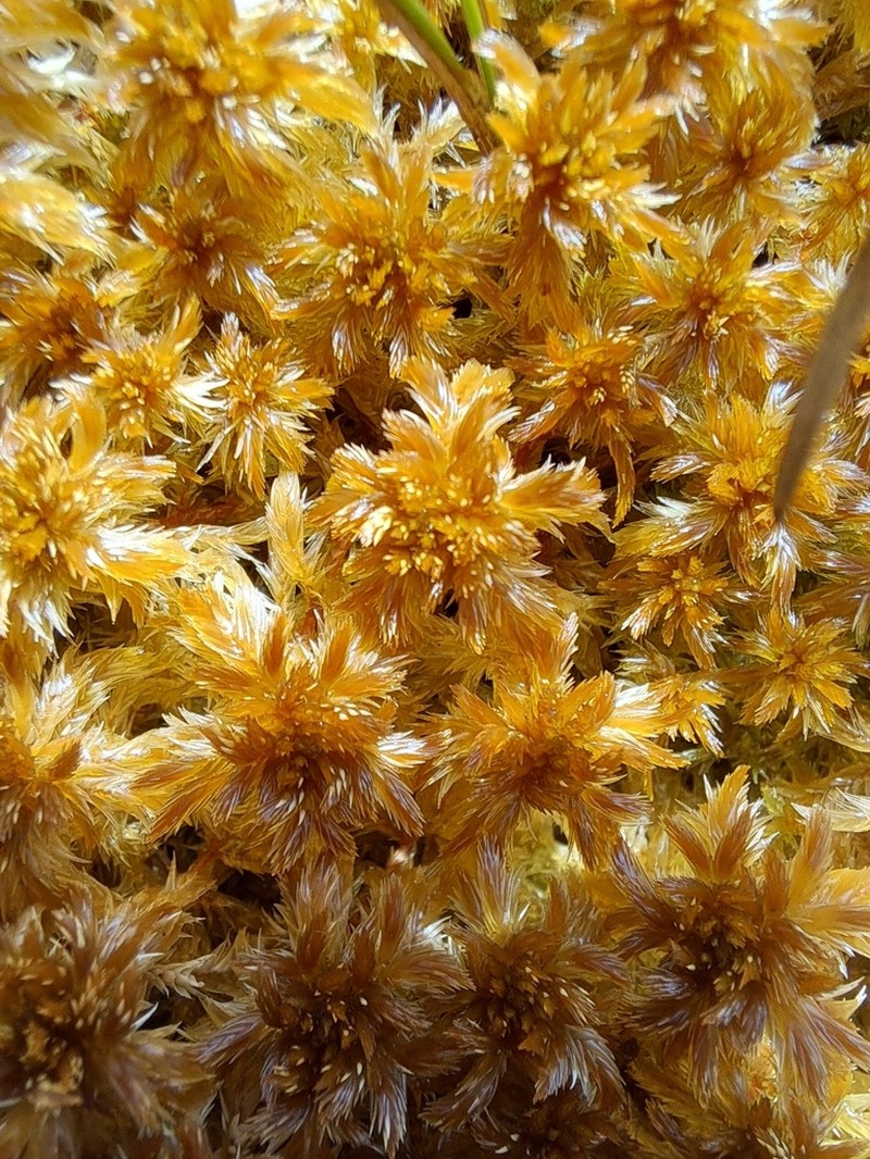 Sphagnum