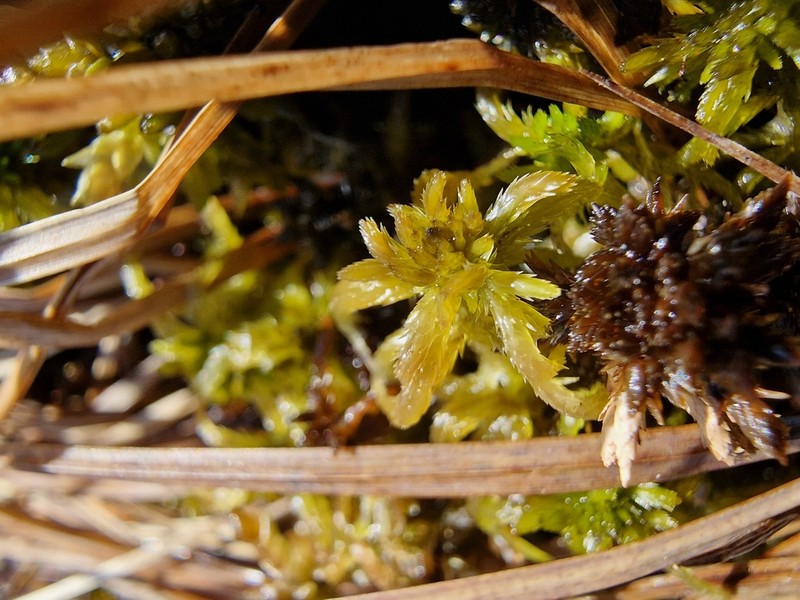 Sphagnum photo 2