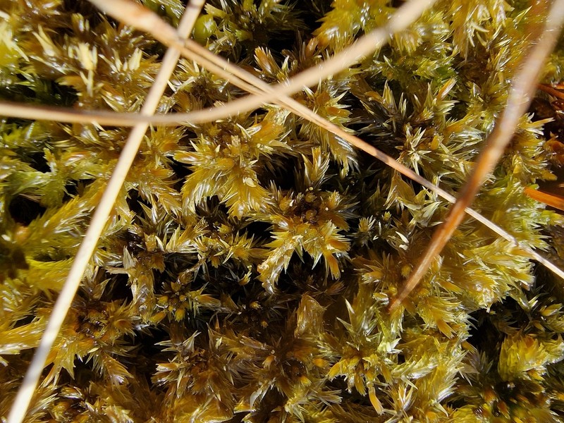 Sphagnum photo 3