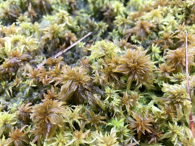 Sphagnum photo 4