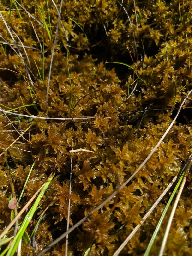 Sphagnum photo 5
