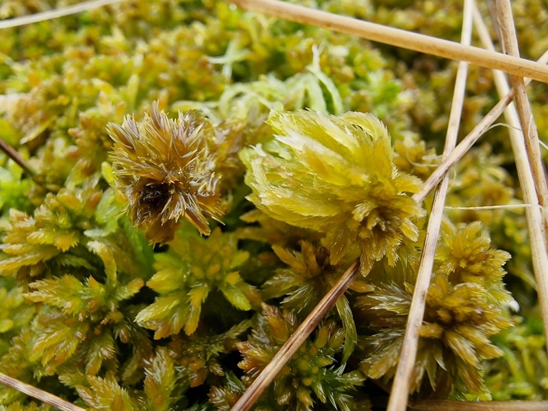 Sphagnum photo 6