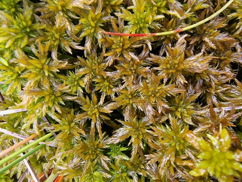 Sphagnum photo 7