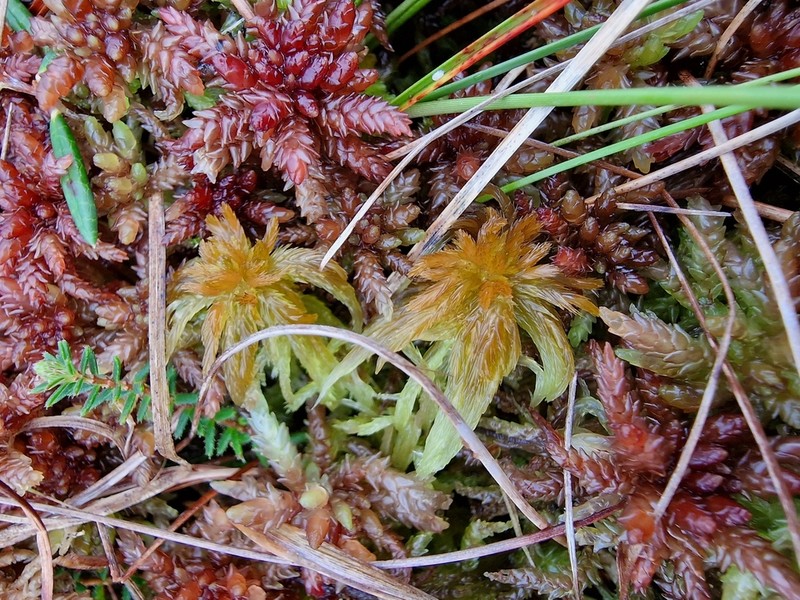 Sphagnum photo 8