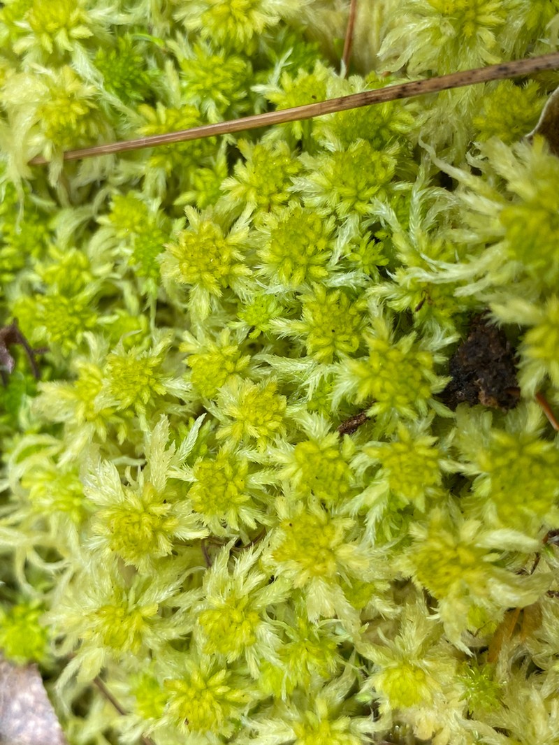 Mendocino Sphagnum