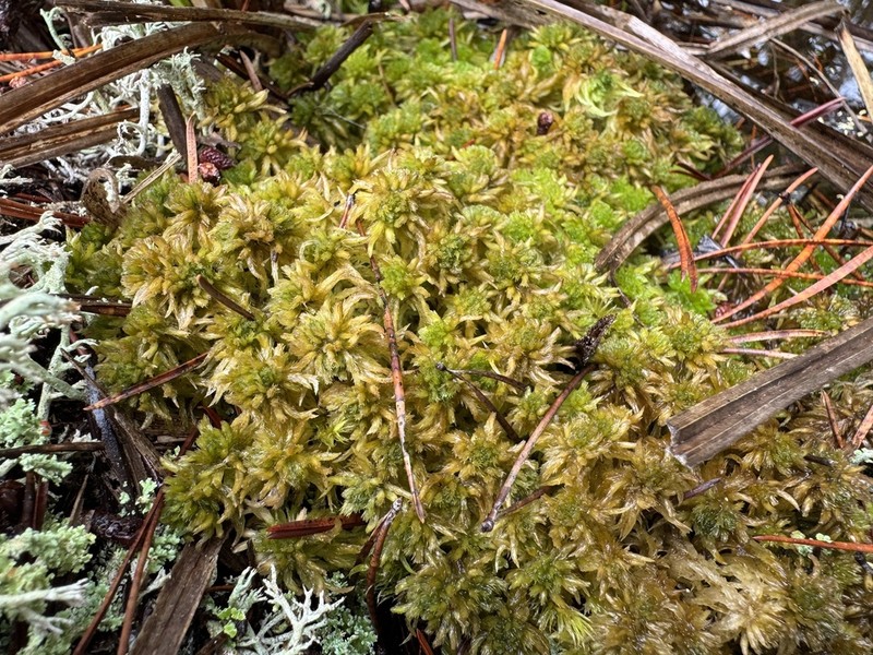 Mendocino Sphagnum photo 2