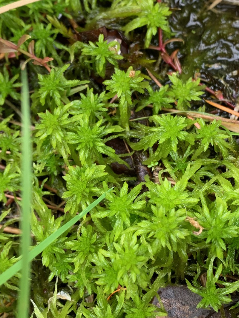 Mendocino Sphagnum photo 3