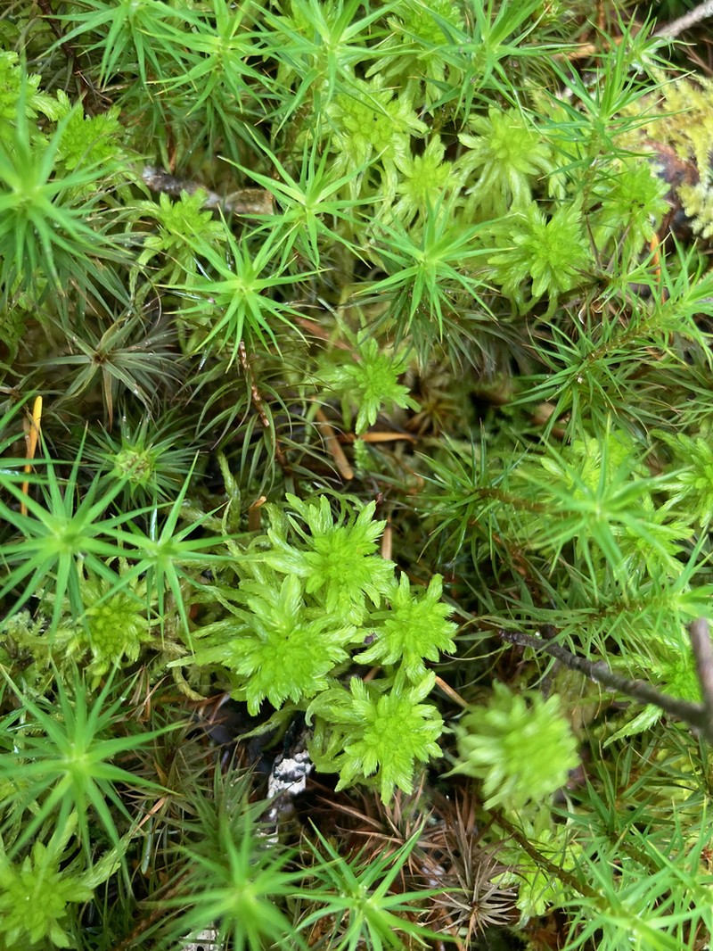 Mendocino Sphagnum photo 4