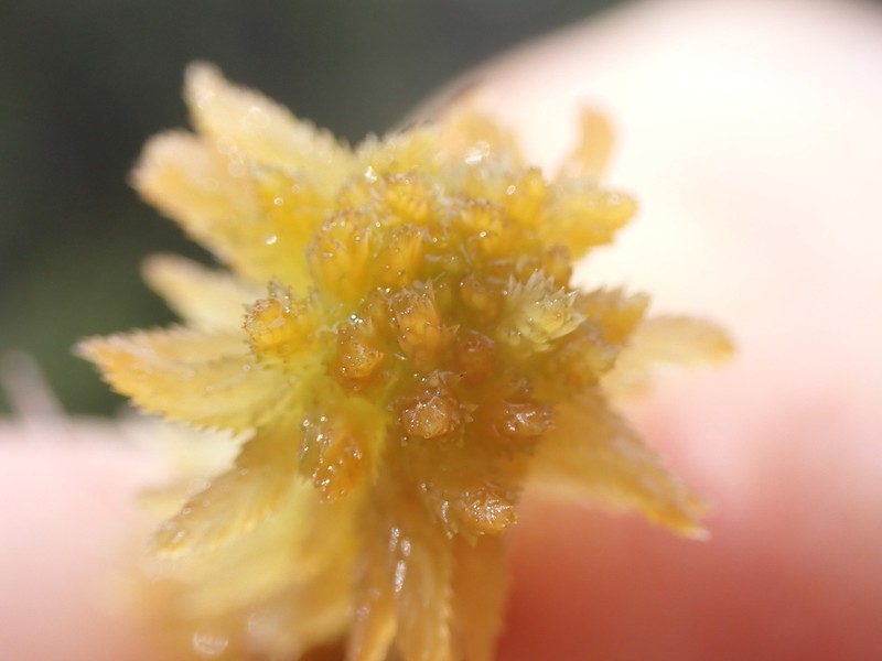 Mendocino Sphagnum photo 5