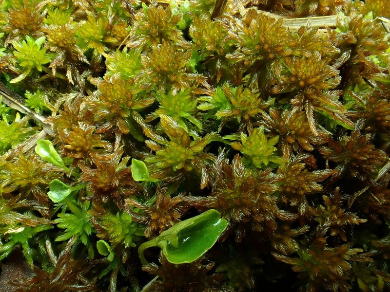 Mendocino Sphagnum photo 6