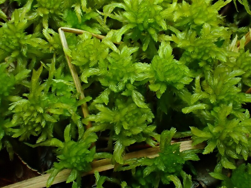 Mendocino Sphagnum photo 7