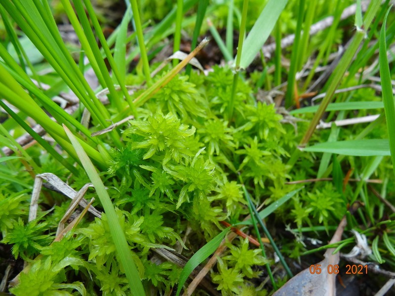 Mendocino Sphagnum photo 8