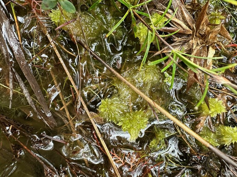 Mississippi Sphagnum