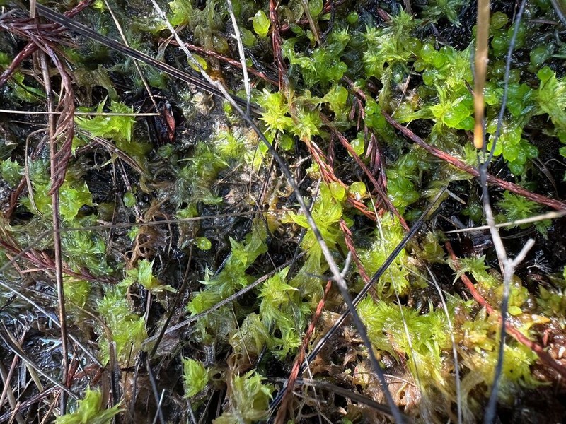 Mississippi Sphagnum photo 2