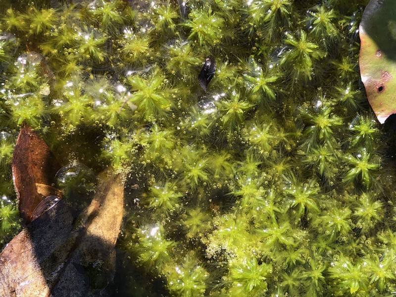 Mississippi Sphagnum photo 3