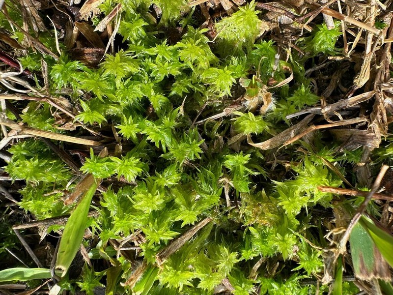 Mississippi Sphagnum photo 4