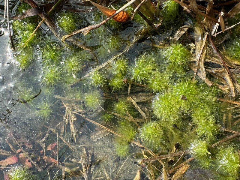 Mississippi Sphagnum photo 5