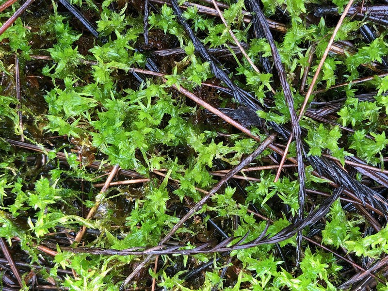 Mississippi Sphagnum photo 6