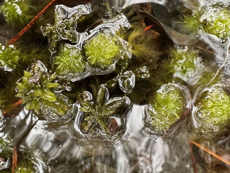 Mississippi Sphagnum photo 7