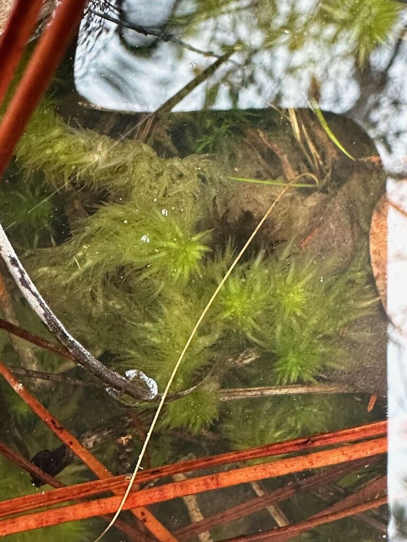 Mississippi Sphagnum photo 8