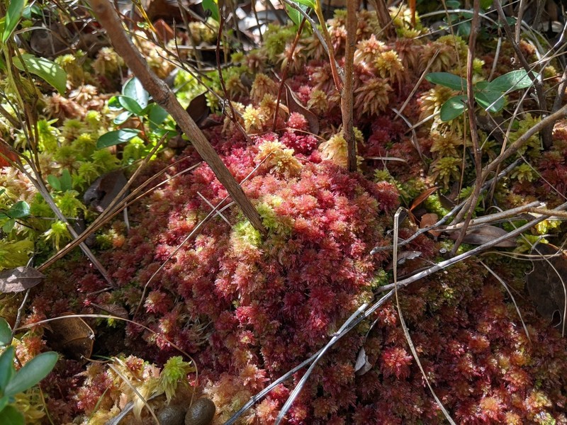 Sphagnum