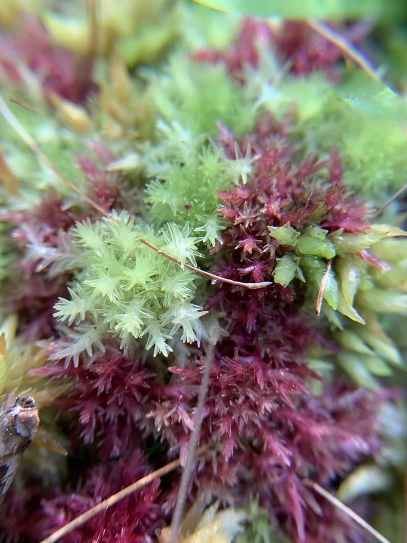 Sphagnum photo 2