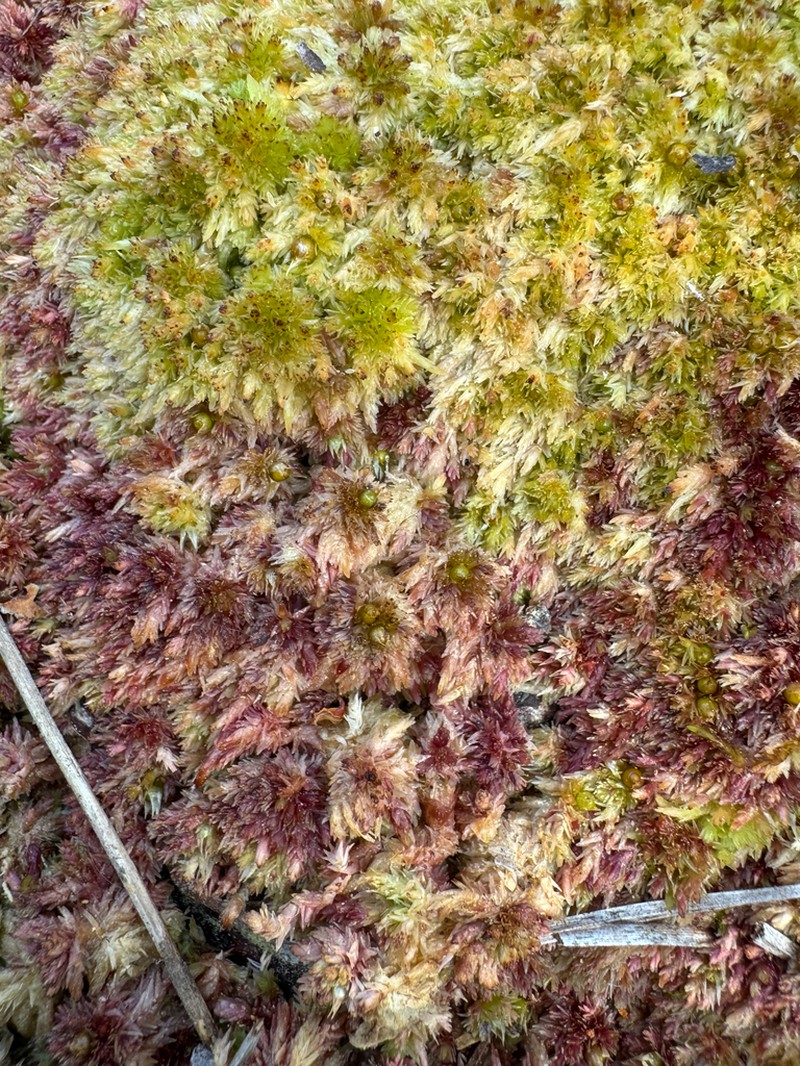 Sphagnum photo 3
