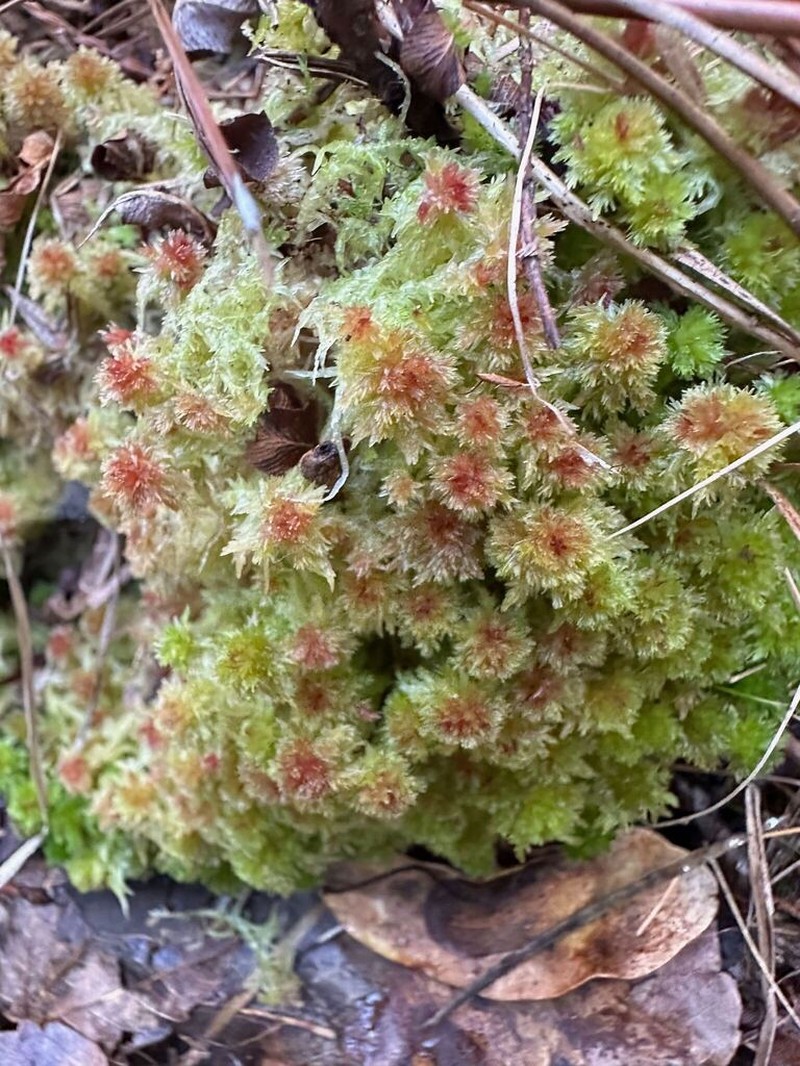 Sphagnum photo 4