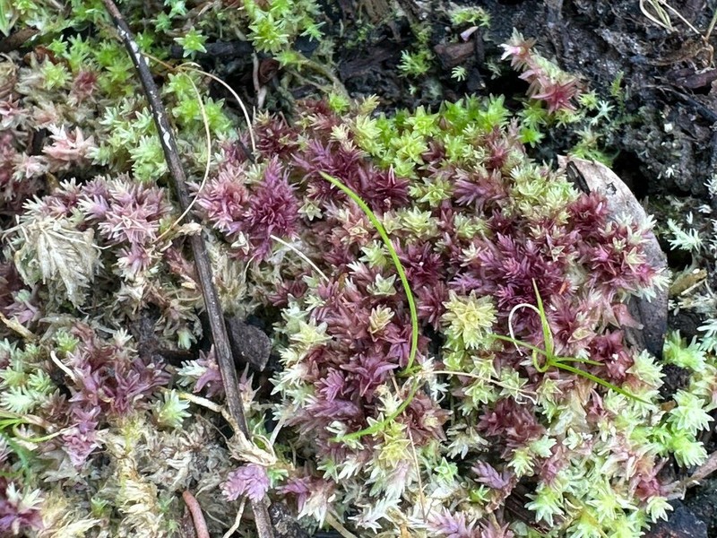 Sphagnum photo 5
