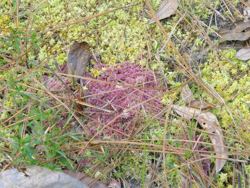 Sphagnum photo 6