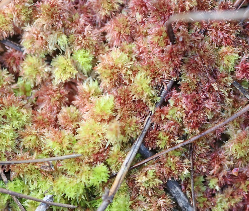 Sphagnum photo 7